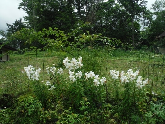 The G Old Lady S Cottage Garden Diary ２０１７年８月１４ １５日のコテージ ガーデン お盆の花 白いカサブランカ