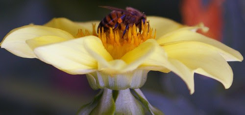 A BEE