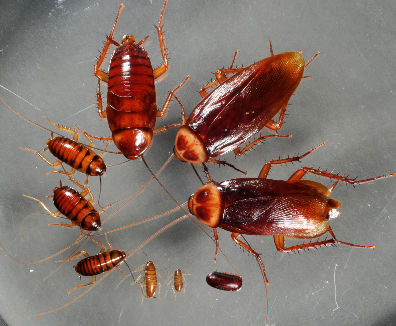 house roaches