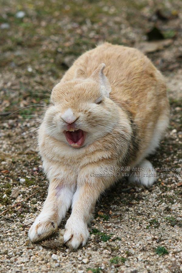 うさぎさんの可愛い仕草写真 うさぎ写真 うさぎの楽園