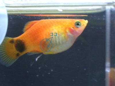 プラティ産卵 稚魚 彡 Little A Treasure 彡