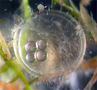 メダカの発生を観察しよう
