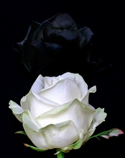 rose noire et blanche rose noire et blanche