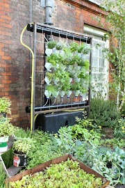 85+ Tren Gaya Hydroponics At Home, Hidroponik Botol
