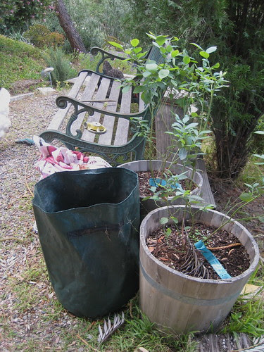 blueberries and potato bag