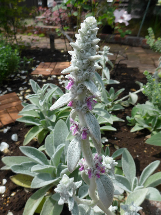 ラムズイヤー 植物写真鑑