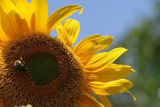 sunflower 062