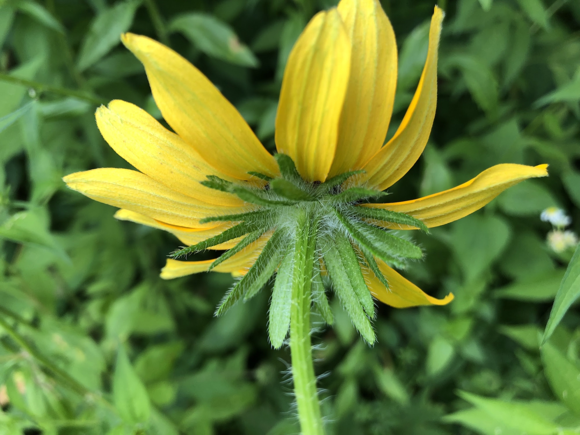 Black-eyed Susan on banks of Marion Dunn Pond in Madison, Wisconsin on July 25, 2019.
