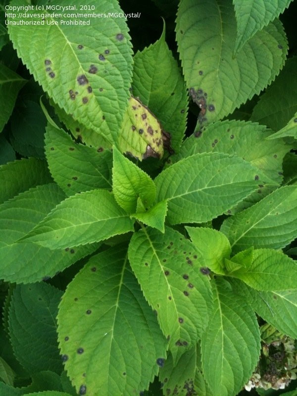  Pests and Diseases: HydrangeaSeptoria leaf spot?, 1 by MGCrystal