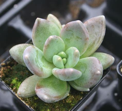 We sell plants, trees, shrubs, perennials, grasses, annuals. Echeveria 'Tolimanensis' Echeveria haagai from Hillcrest
