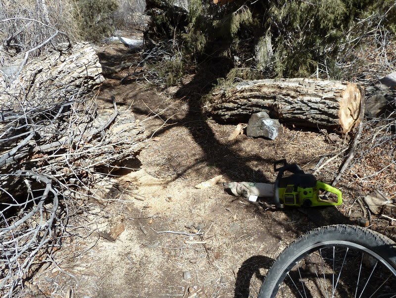tree cleared