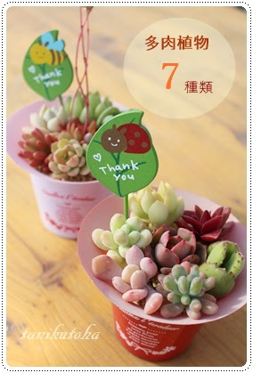 多肉植物のギフト 開店祝いに多肉植物を贈る たにく白鉢 新築祝 還暦祝 卒業祝 出産祝い花 母の日花 父の日花 おしゃれな多肉のプレゼント 誕生日花 入学祝はな 誕生日プレゼントおしゃれ たにくの寄せ植え 多肉植物の寄せ植え販売 多肉植物の快気祝いの贈り物激安販売