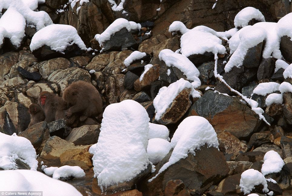 Stop monkeying around: A family of Japanese Macaques disappear amid their rocky habitat on Honshu Island, Japan