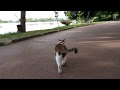 [10000ダウンロード済み√] 猫 尻尾 ブンブン 331803-猫 尻尾 ぶんぶん