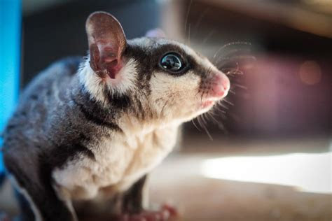ciri ciri fauna australis  indonesia bagian timur  contohnya
