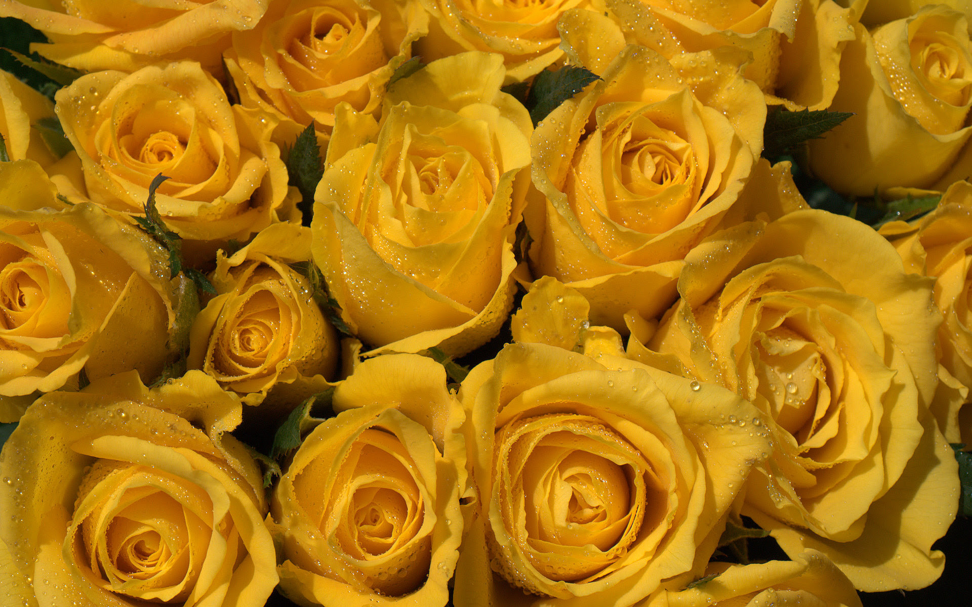 Download Yellow Roses Picture - Wallpaper, High Definition, High ...