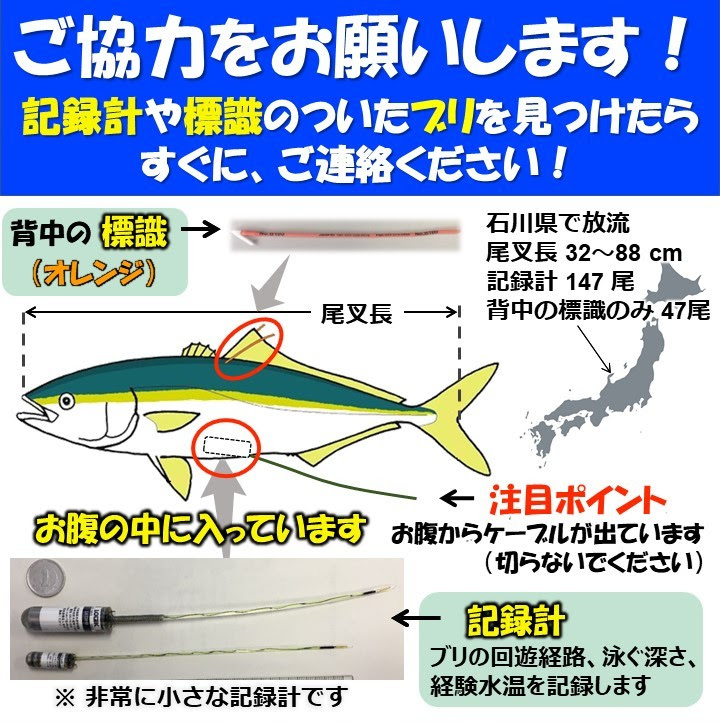 記録計や標識のついたブリを見つけたら ご連絡ください 研究トピックス 研究情報 日本海区水産研究所