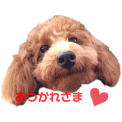 トイプードル ロンのスタンプ Lineスタンプ Marimo