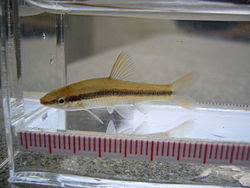 飼育にオススメしたい淡水魚 これより自然界に入る