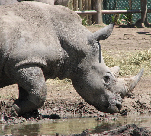 Rhino