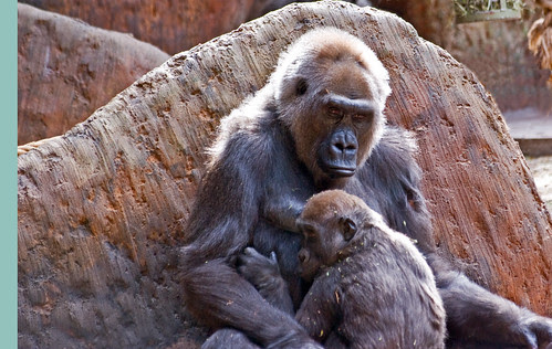 photos of animals