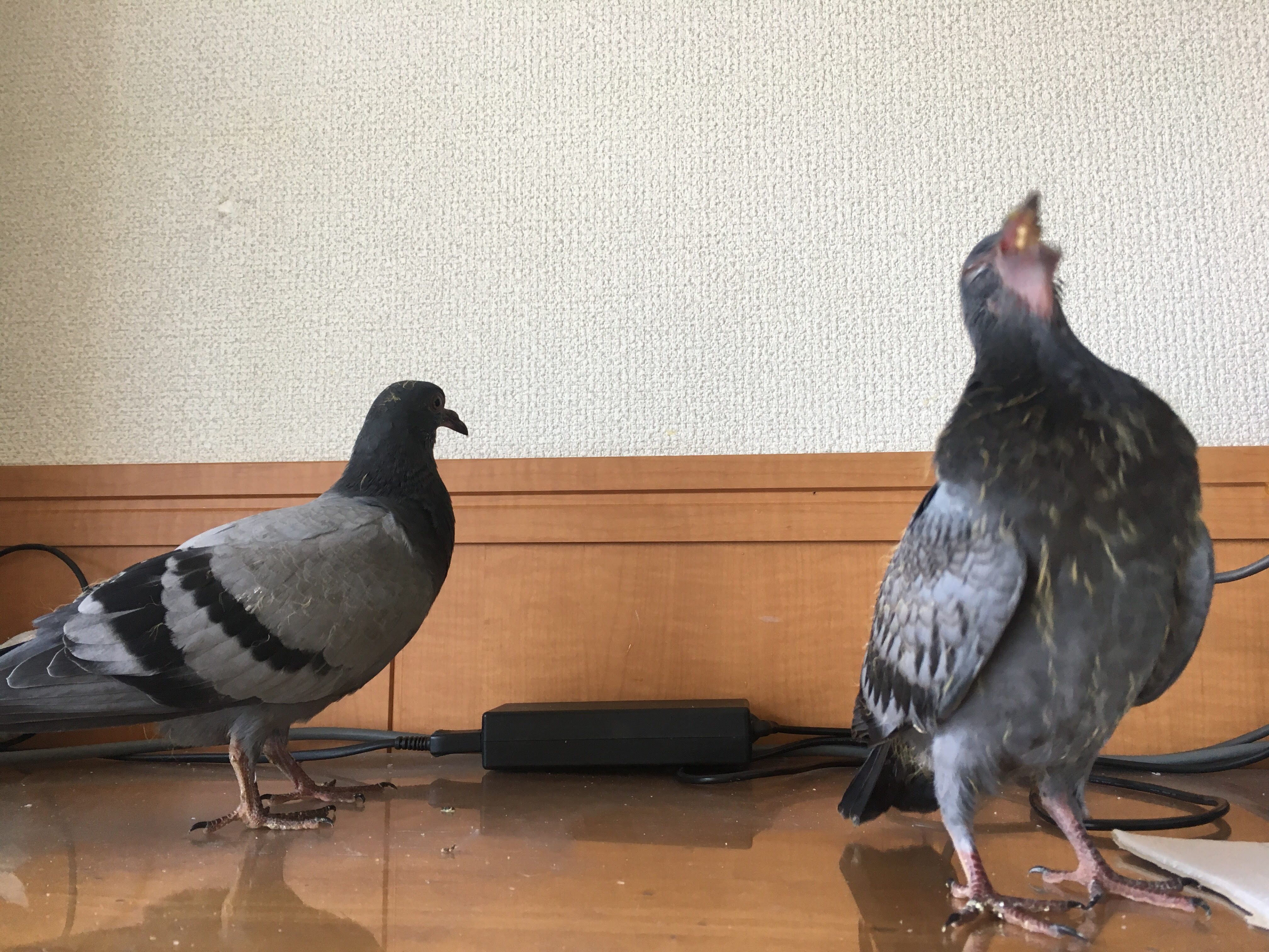 鳩を保護しました アーカイブ Jazz Vocalist Satsuki Nakagawa ジャズボーカリスト 中川さつき