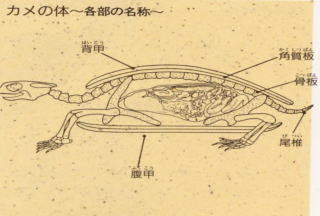 カメの雑学