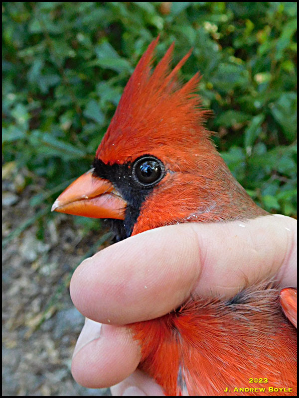 Northern Cardinal