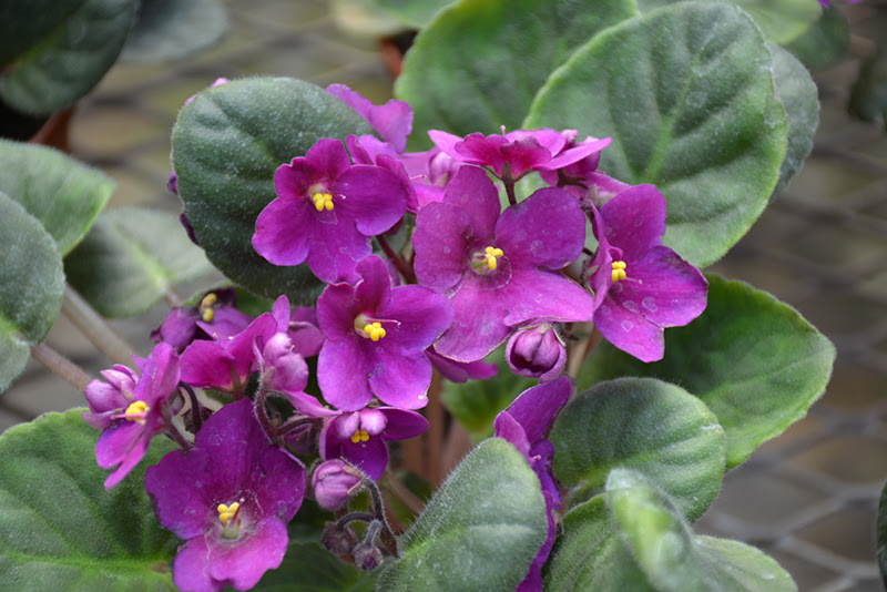 Hybrid Purple African Violet (Saintpaulia 'Hybrid Purple ...