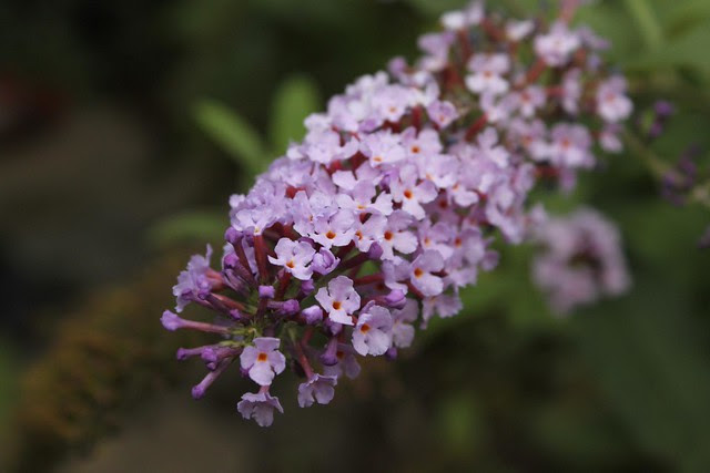 Buddleia