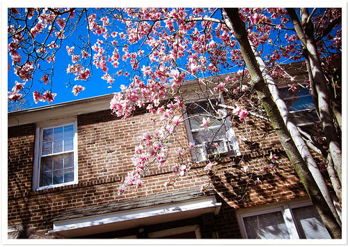 Magnolia
