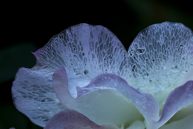 _A103609