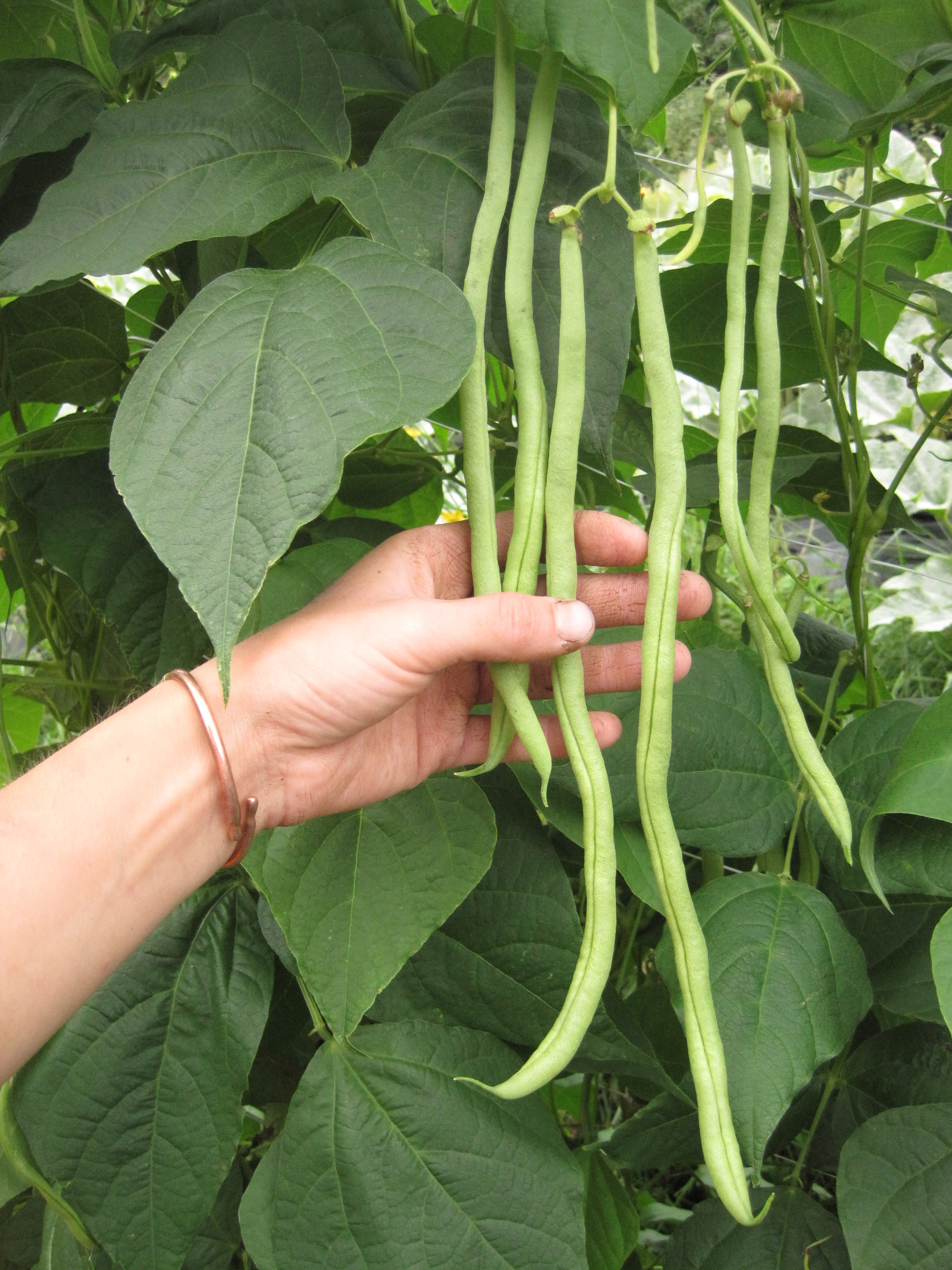 Fortex Pole Bean