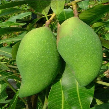 Tanaman Mangga Falan BibitBunga com Tanaman Mangga Falan BibitBunga com