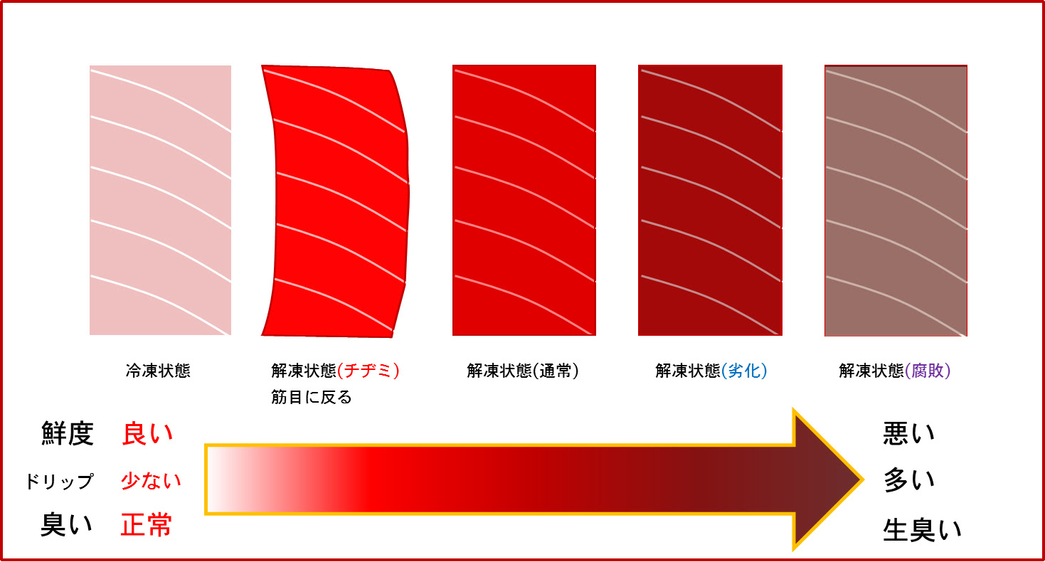 マルコ水産株式会社が語るかつお まぐろの小咄 冷凍まぐろは生まぐろより新鮮