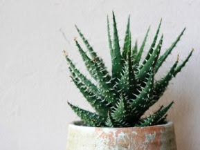 アロエの育て方 自然と暮らす 観葉植物