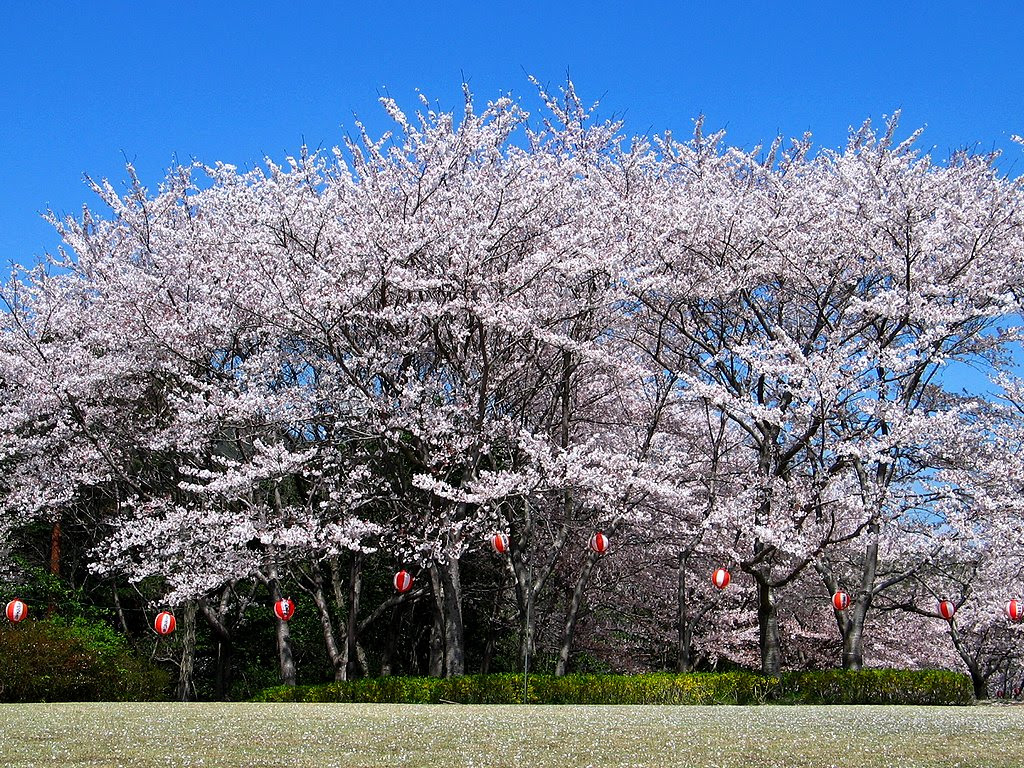 桜 サクラ の風景 花の無料壁紙写真 花の無料写真素材 四季の花の写真集