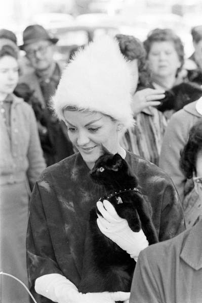Black cat15