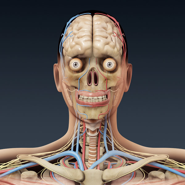 3ds human female anatomy
