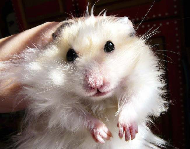 funny animal. funny-animal
