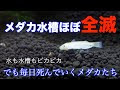 25 ++ めだか 餌 量 723676-メダカ 餌 量 一匹