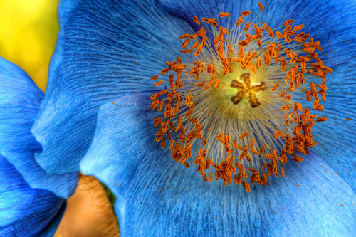Poppy, Closer