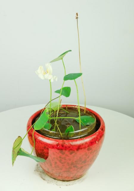 挺水植物有哪些 养花技巧 养花百科坊