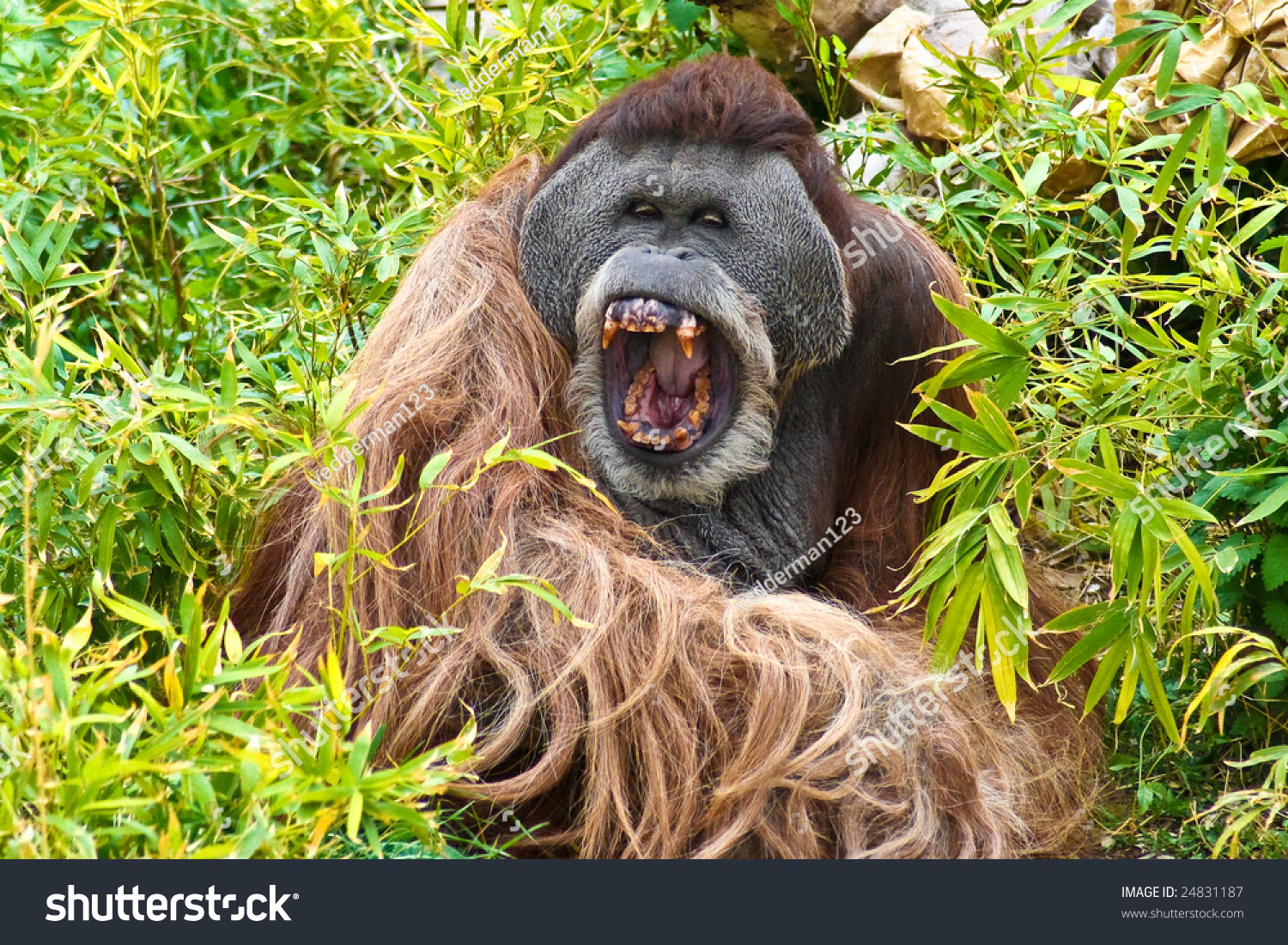 Angry Orangutan Stock Photo 24831187 Shutterstock Angry Orangutan Stock Photo 24831187 Shutterstock