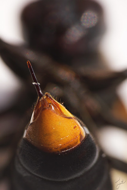 Hornet Sting. Dangerous!
