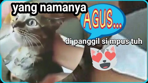 video kucing panggil agus