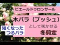 ピエール ド ロンサールをコンパクトに 353273-ピエール ド ロンサールをコンパクトに