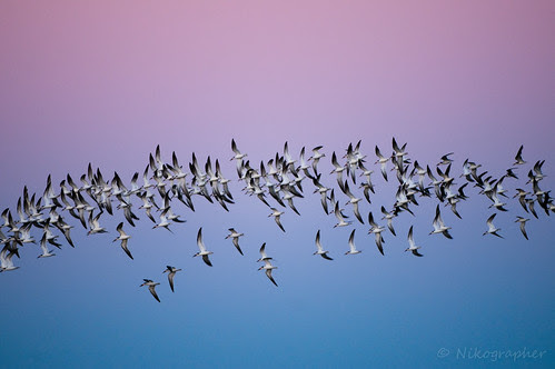 Skimmers