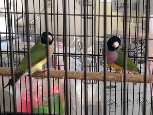 Burung - Sangkar dan Burung jepan