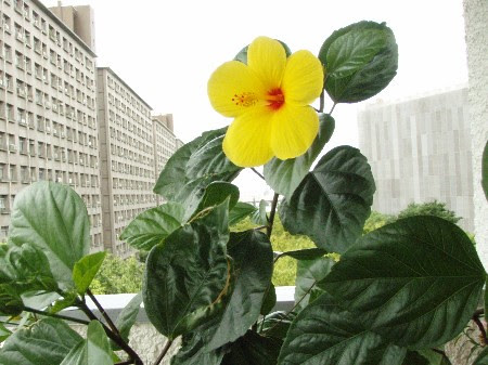 ハイビスカスの葉っぱは Yokonohananikki S Blog